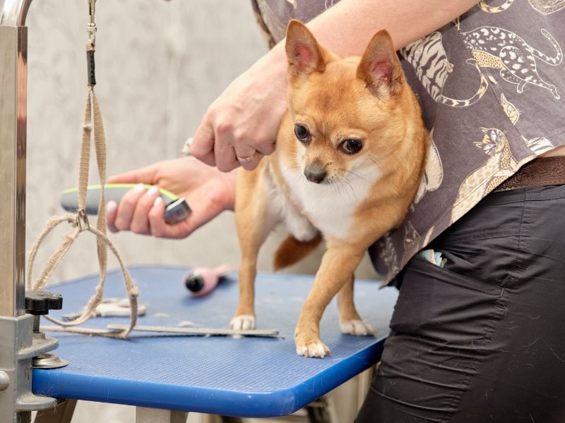 A Long-Haired Chihuahua being lovingly groomed, showcasing comprehensive care