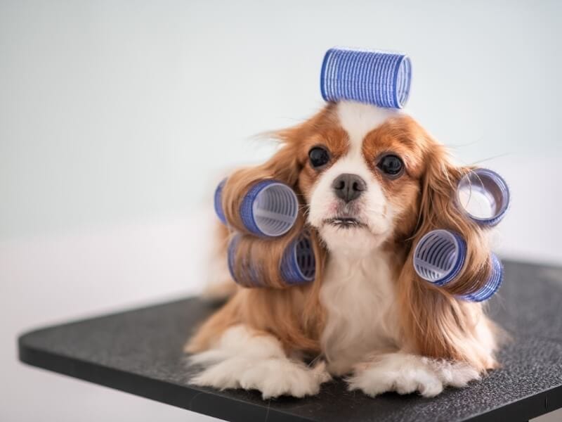 A proud Chihuahua sits contentedly during a DIY grooming session at home.