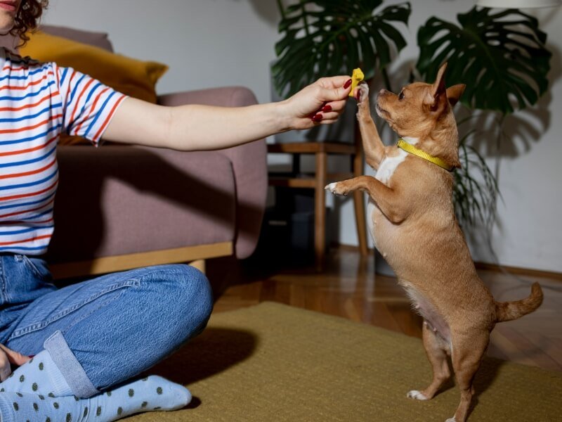 A joyful small dog playing with interactive toys during engaging playtime.