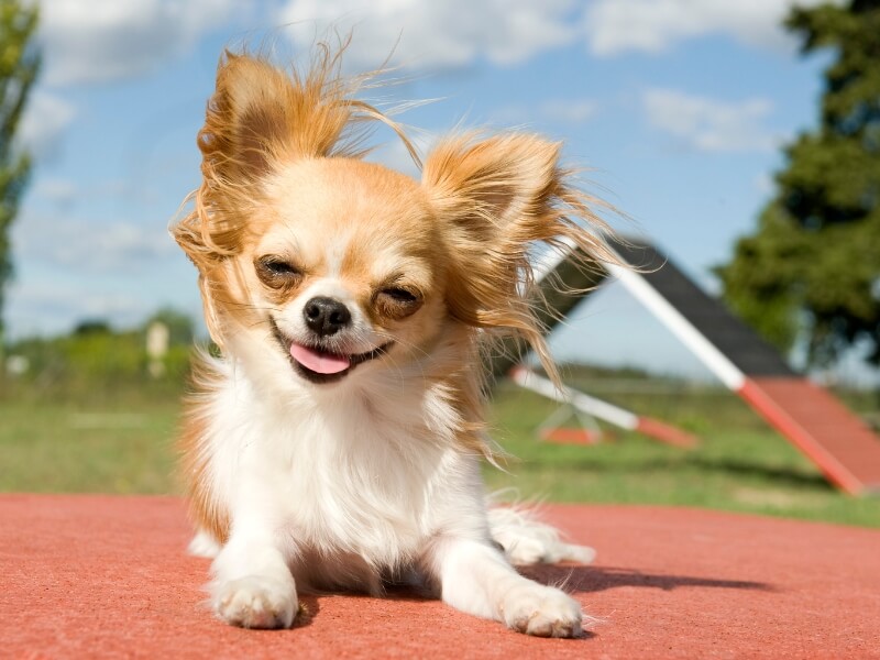 Long-Haired Chihuahua enjoying a sunny day in the garden.